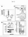 Fig. 03 - Method for screening transglutaminase 2 inhibitor or activator