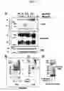Fig. 04 - Method for screening transglutaminase 2 inhibitor or activator