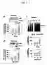Fig. 06 - Method for screening transglutaminase 2 inhibitor or activator