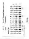 Fig. 03 - Identification of ligands by selective amplification of cells transfected with receptors
