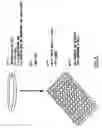 Fig. 08 - Identification of ligands by selective amplification of cells transfected with receptors