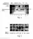 Fig. 02 - Non-invasive marker for liver function and disease