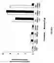 Fig. 06 - Polypeptides exhibiting PDE7 activity and their use for selecting compounds which inhibit PDE 7 enzyme activity
