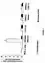 Fig. 07 - Polypeptides exhibiting PDE7 activity and their use for selecting compounds which inhibit PDE 7 enzyme activity