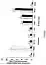 Fig. 08 - Polypeptides exhibiting PDE7 activity and their use for selecting compounds which inhibit PDE 7 enzyme activity