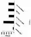 Fig. 13 - Polypeptides exhibiting PDE7 activity and their use for selecting compounds which inhibit PDE 7 enzyme activity