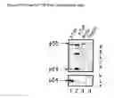 Fig. 16 - Posh interacting proteins and related methods