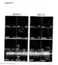 Fig. 26 - Posh interacting proteins and related methods
