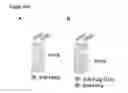 Fig. 44 - Posh interacting proteins and related methods