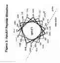 Fig. 04 - Cysteine-containing peptides having antioxidant properties