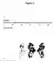 Fig. 04 - VEGF variants
