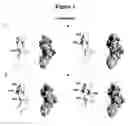 Fig. 05 - VEGF variants