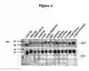 Fig. 09 - VEGF variants