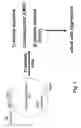 Fig. 02 - Cell lines