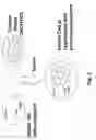 Fig. 03 - Cell lines