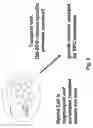 Fig. 04 - Cell lines