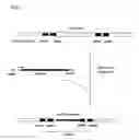 Fig. 03 - Method for producing L-amino acid using bacterium of family having expression of gene attenuated