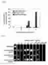 Fig. 15 - Vector for transformation of 