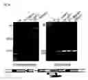 Fig. 16 - Vector for transformation of 