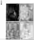 Fig. 03 - Isolation of multi-lineage stem cells