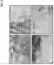 Fig. 04 - Isolation of multi-lineage stem cells