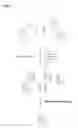 Fig. 03 - Efficient generation of expression cell lines through the use of scorable homeostatic reporter genes