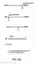 Fig. 232 - Remodeling and glycoconjugation of peptides