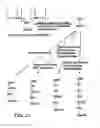 Fig. 53 - Remodeling and glycoconjugation of peptides