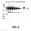 Fig. 06 - Treatment of hemophilia with human Factor IX produced in mammary tissue of transgenic mammals