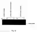 Fig. 13 - Compositions and methods for combined therapy of disease