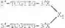 Fig. 110 - Modulation of immunostimulatory properties of oligonucleotide-based compounds by optimal presentation of 5′ ends