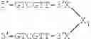 Fig. 115 - Modulation of immunostimulatory properties of oligonucleotide-based compounds by optimal presentation of 5′ ends