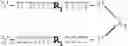 Fig. 26 - Modulation of immunostimulatory properties of oligonucleotide-based compounds by optimal presentation of 5′ ends