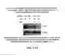 Fig. 109 - Apoptosis-specific eIF-5A and polynucleotides encoding same