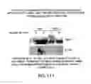 Fig. 110 - Apoptosis-specific eIF-5A and polynucleotides encoding same