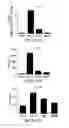 Fig. 145 - Apoptosis-specific eIF-5A and polynucleotides encoding same