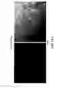 Fig. 166 - Apoptosis-specific eIF-5A and polynucleotides encoding same
