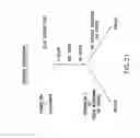 Fig. 20 - Apoptosis-specific eIF-5A and polynucleotides encoding same