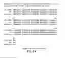 Fig. 22 - Apoptosis-specific eIF-5A and polynucleotides encoding same