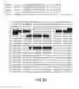 Fig. 23 - Apoptosis-specific eIF-5A and polynucleotides encoding same