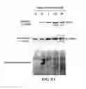 Fig. 40 - Apoptosis-specific eIF-5A and polynucleotides encoding same