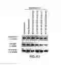 Fig. 41 - Apoptosis-specific eIF-5A and polynucleotides encoding same