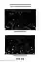 Fig. 47 - Apoptosis-specific eIF-5A and polynucleotides encoding same