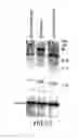 Fig. 55 - Apoptosis-specific eIF-5A and polynucleotides encoding same