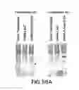 Fig. 56 - Apoptosis-specific eIF-5A and polynucleotides encoding same