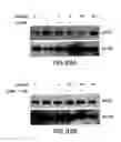 Fig. 93 - Apoptosis-specific eIF-5A and polynucleotides encoding same