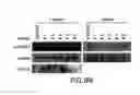 Fig. 98 - Apoptosis-specific eIF-5A and polynucleotides encoding same