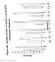 Fig. 41 - RNA interference mediated ihibition of gene expression using chemically modified short interfering nucleic acid (siNA)