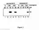 Fig. 02 - Methods for determining specificity of RNA silencing and for genetic analysis of the silenced gene or protein
