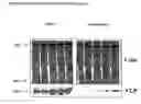 Fig. 03 - Trans-golgi network-associated processes, methods and compositions related thereto